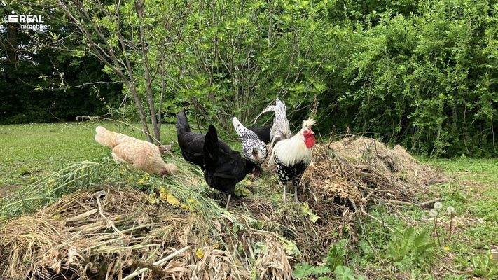 Da gibt es immer etwas zum picken.....