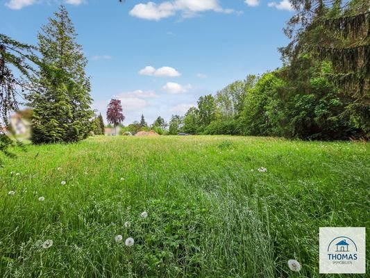 Blick vom Waldesrand