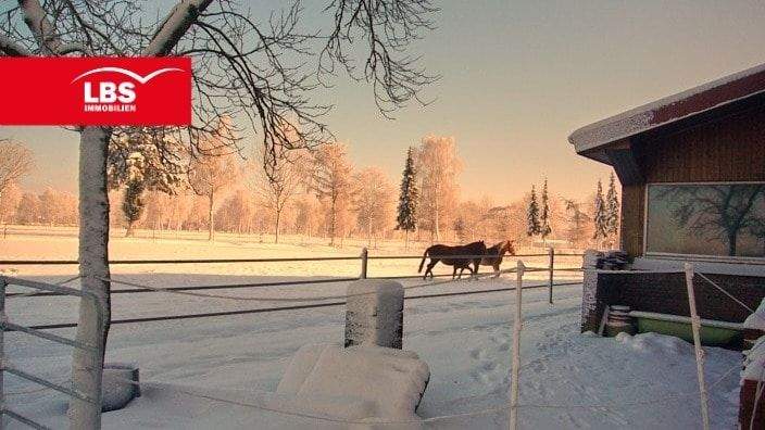 Pferde genießen den Schnee