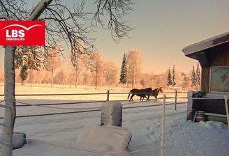 Pferde genießen den Schnee