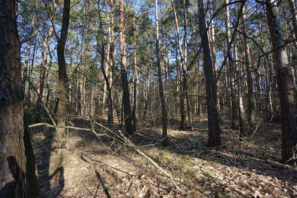 Auf dem Grundstück (1).jpg