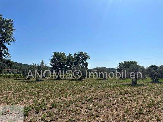 Wiese und Olivenhain