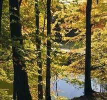 Der Liether Wald als Nachbar