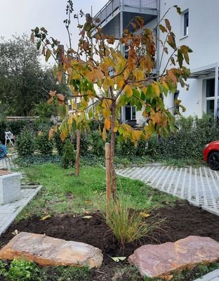 Grüner Daumen im Gemeinschaftsgarten