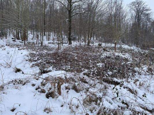 oberer Teil des Grundstücks