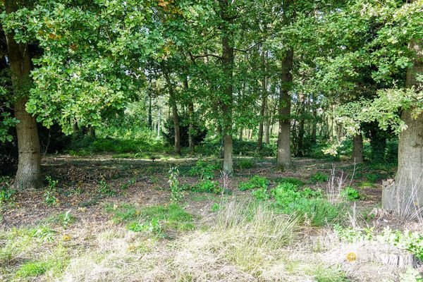 angrenzender Wald