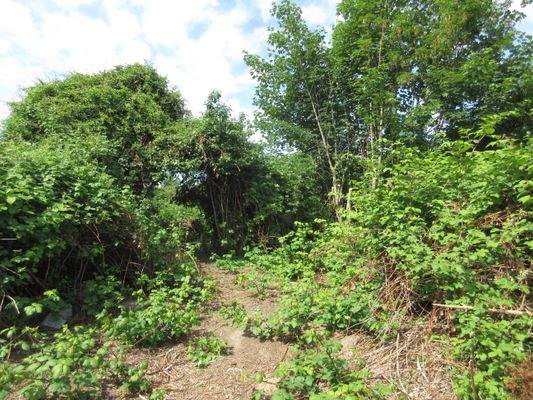 Der hintere Garten.JPG