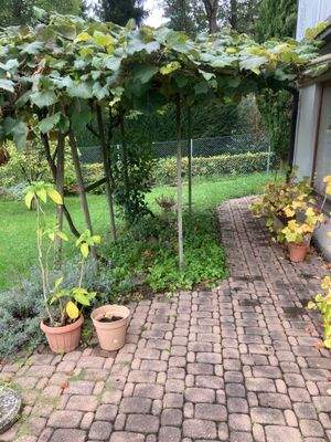 ... an der Terrasse im Gartengeschoß ...