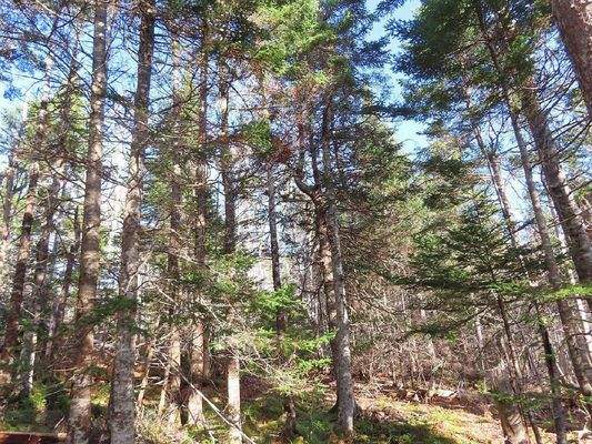 Cape Breton - Bras d`Or Lake - 18-Hektar-Areal in 