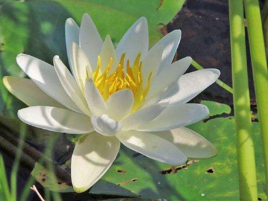 Cape Breton - Shaw Lake - 11,2 Hektar-Areal in her