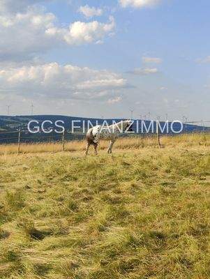 Impressionen auf der Weide