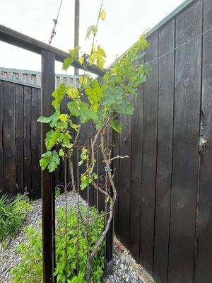 Garten mit eigenem Wein