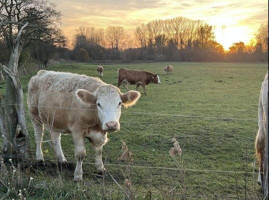Weiden und Wiesen in der Umgebung