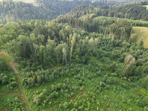 Neukirchen vorm Wald Bauernhöfe, Landwirtschaft, Neukirchen vorm Wald Forstwirtschaft