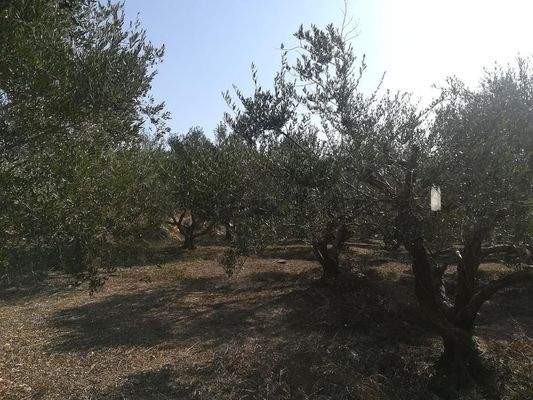 Kreta, Aspro: Olivenhain mit Meer- und Bergblick auf Kreta zum Verkauf