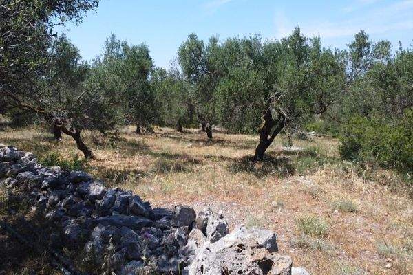 Kreta, Kalathas: Grundstück mit Meerblick in der Nähe des Strandes zu verkaufen