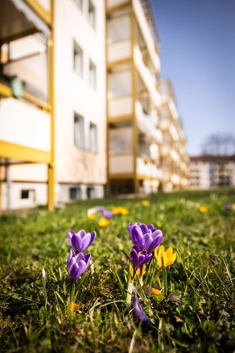 Zittau Wohnungen, Zittau Wohnung mieten