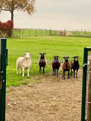 Tiere sind herzlich willkommen