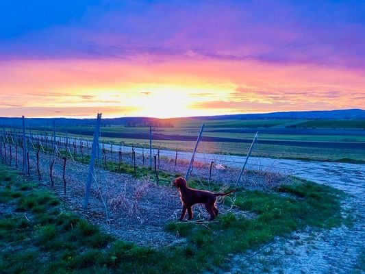 ruhige Lage an den Weinbergen