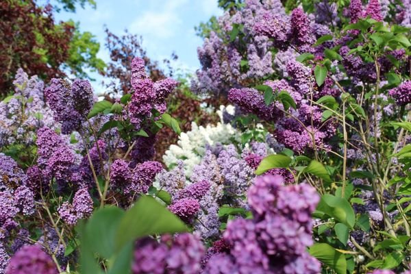 Fliederpracht in allen Farben