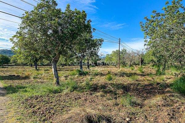 Einige der Vielen, in Ihren besten Jahren vorkommenden Johannisbrotbäume
