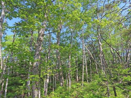 Cape Breton - 31-Hektar Areal in herrlicher Atlant