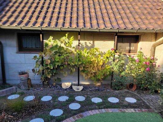 Garten: 2 Weinstöcke