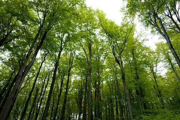 Waldflächen - Beispielfoto