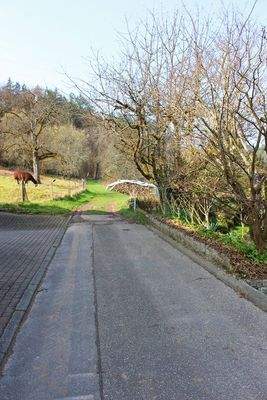 Direkt in der Natur.JPG