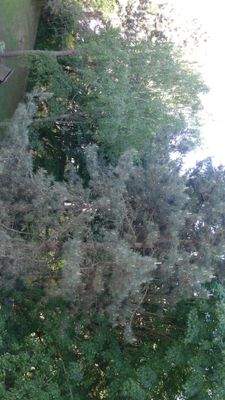 gepflegte Grünanlage