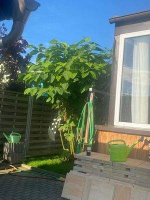 WhatsApp Bild 2025-08-08 um 10.41.34_e3cc2614