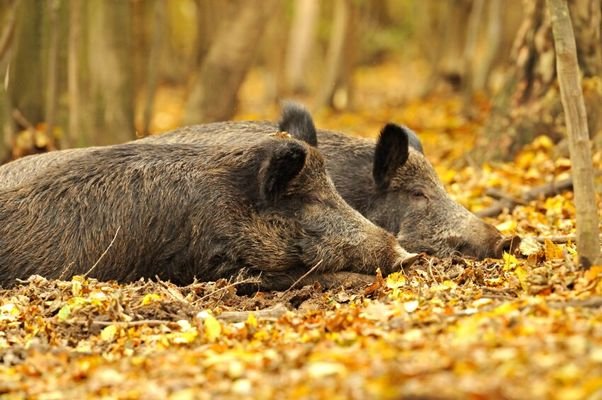 Symboltoto Wildschwein