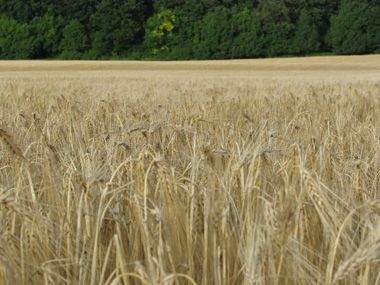 Weizen-Wald-6.jpg