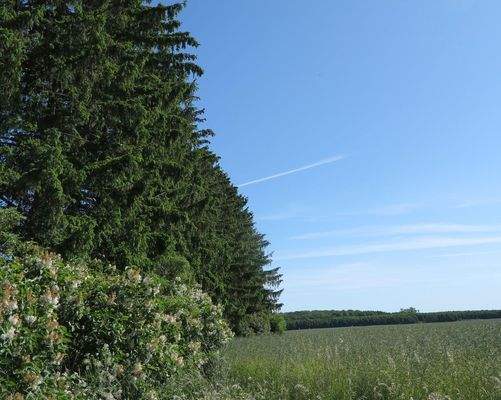 der 'Wald'teil Ri. Feldseite