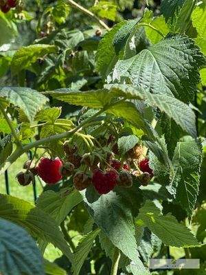 Die Ernte an Himbeeren aus dem eigenem Garten