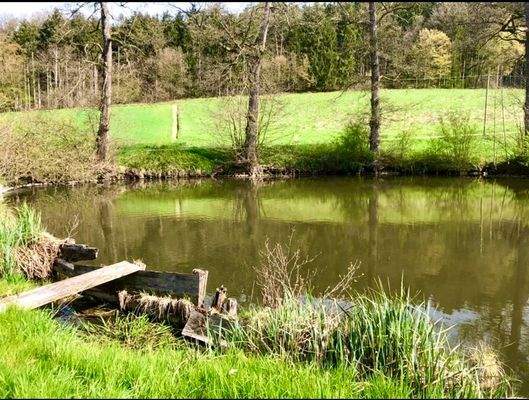 Fischweiher 