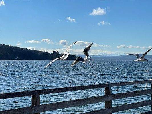 Winter wie Sommer: Möwen am Dampfersteg