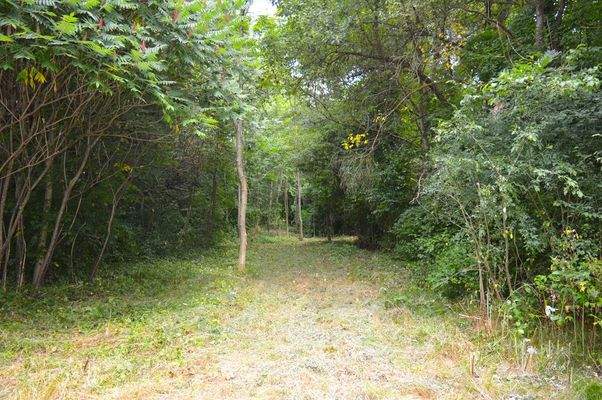 Umland-Gestrüpp am Bachlauf