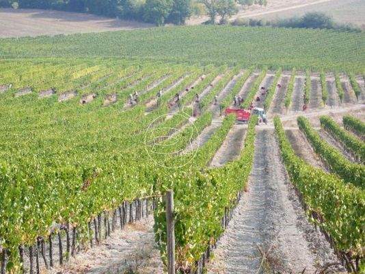 Eindrucksvolle Villa | Montalcino