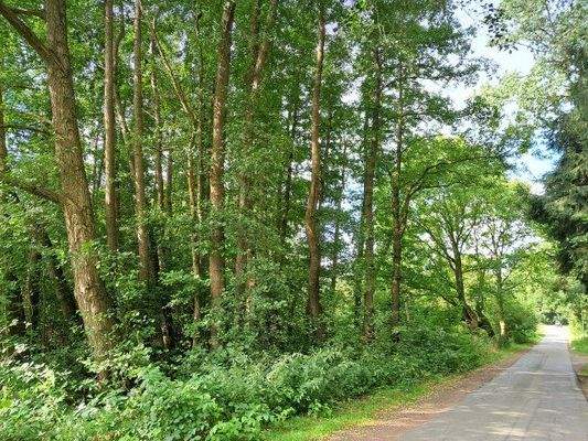 Wald mit Straße.jpg