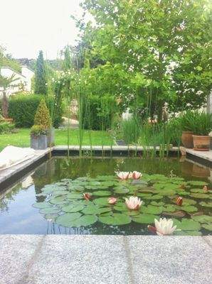 Sommerblick in den Garten