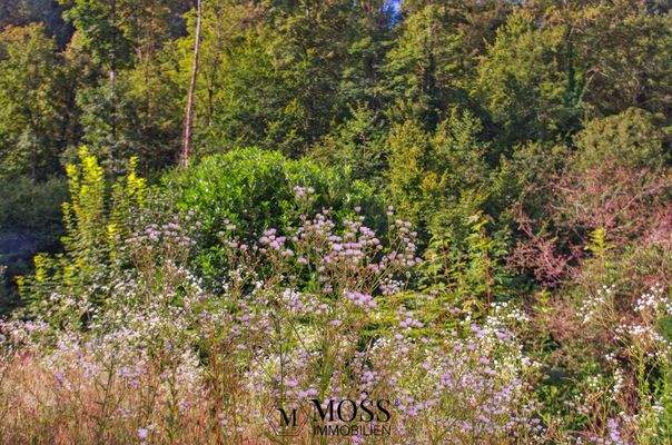 Natur auf dem Grundstück