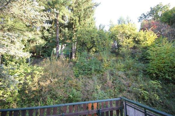 Blick in den  zugewachsenen Garten