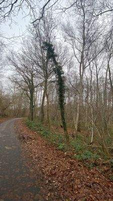 Strasse im nördlichen Bereich des Waldes.jpg