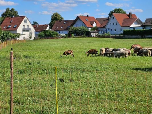 angrenzende Wiese mit Nachbarbebauung