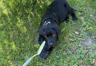 Ein Kindheitstraum erfüllt sich - Ihr eigener Hund!