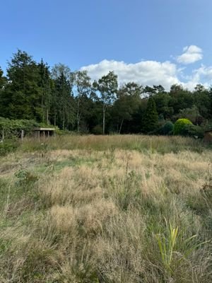 Blick zum Waldrand