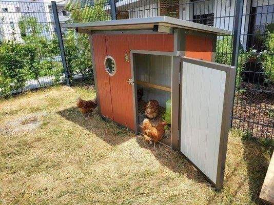 Urban Chickening