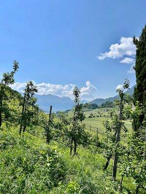 Obstweise-in-Kaltern-zu-verkaufen-meletto-a-Caldaro-in-vendita
