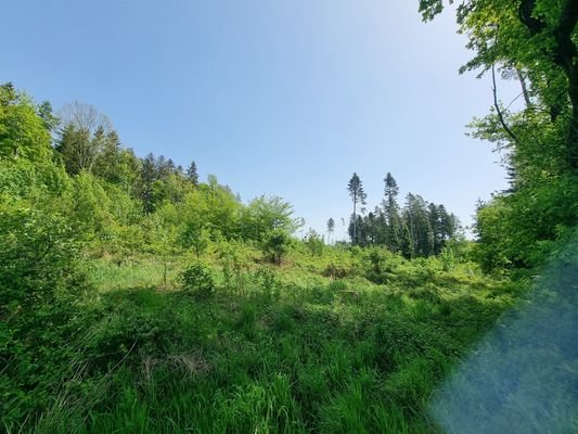 Bewuchs überwiegend aus Anflug